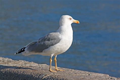 Seagull sitting on pier stock photo. Image of nature - 76841390