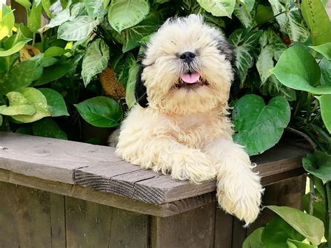 Maltese Shih Tzu Poodle Mix | 13 Things to Know