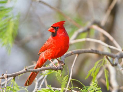 Northern Cardinals In Texas (All You Need To Know) | Birdfact