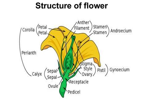 Structure of flower. Morphology of flower. Double fertilization ...