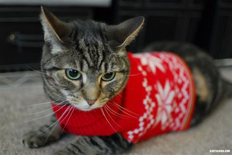 30 Photos of Cats in jumpers, various Hoodies and Tops!