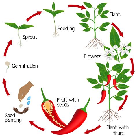 Cayenne Pepper Plant: A 7 Step Visual Guide To Growing Cayennes In Pots ...