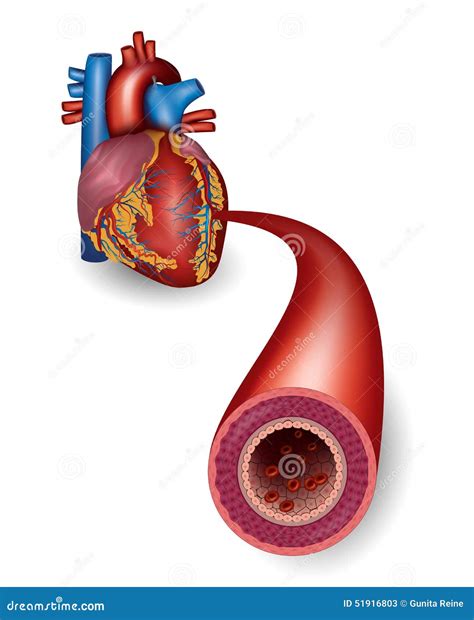 Healthy Artery Stock Vector - Image: 51916803