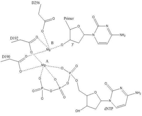 Enzyme Cofactors | ChemTalk