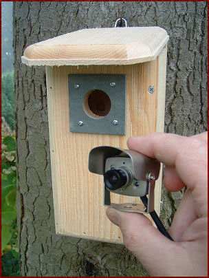 Wild Bird Cameras, Wildlife Cameras, Birdhouse Cameras, Bird Feeder ...