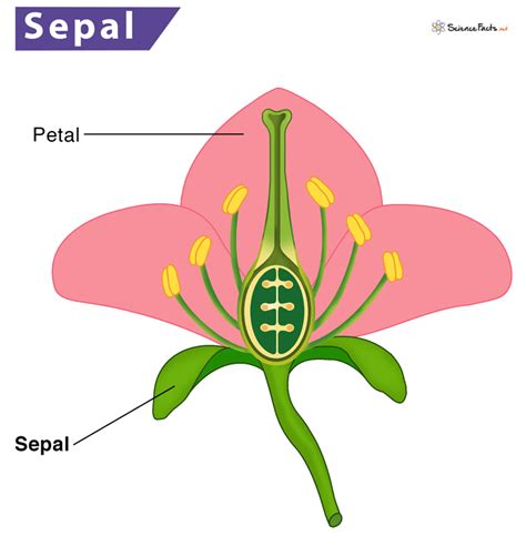 Plant Sepal