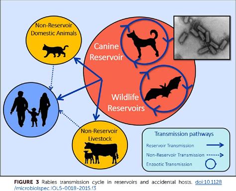 The Ins and Outs of Rabies – Cluny Animal Trust