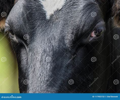 Cow, face close up stock photo. Image of bovine, cute - 117903732