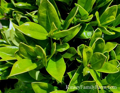 Holly Trees Shrubs for Sale Georgia | Kinsey Family Farm