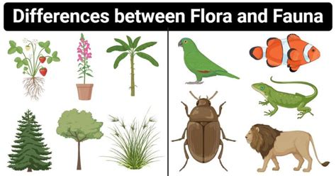 the differences between flora and fauna