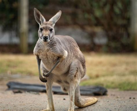 Red Kangaroo - The Australian Museum