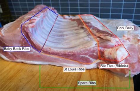 Anatomy Of Back Ribs - Scapula With Ribs Back Side View Stock ...