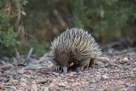 1920x1080px | free download | HD wallpaper: echidna, monotreme, mammal ...