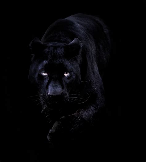 Black Panther Blue Eyes Wallpaper - WallpaperSafari