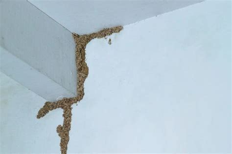 Termite Damage: Appearance and Treatment - PestSeek