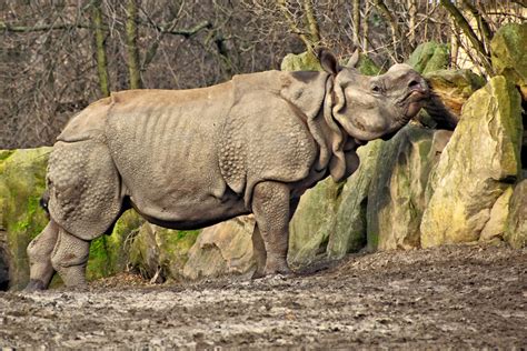 Indian Rhinoceros Facts - CRITTERFACTS