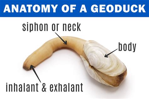 Geoduck Sashimi - Simple Recipe + Fun Facts