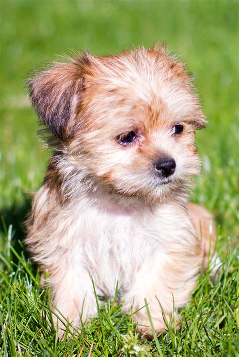 Shorkie - Shih Tzu Yorkshire Terrier Mix