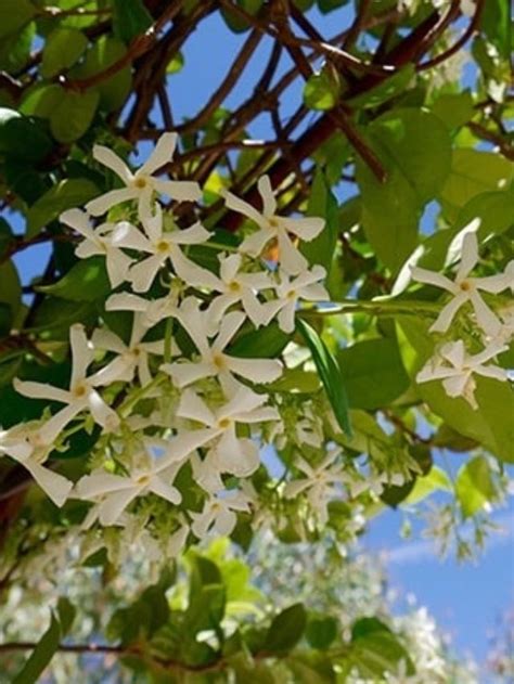 How To Care For Star Jasmine | Joy Us Garden | Care, Propagation, and ...