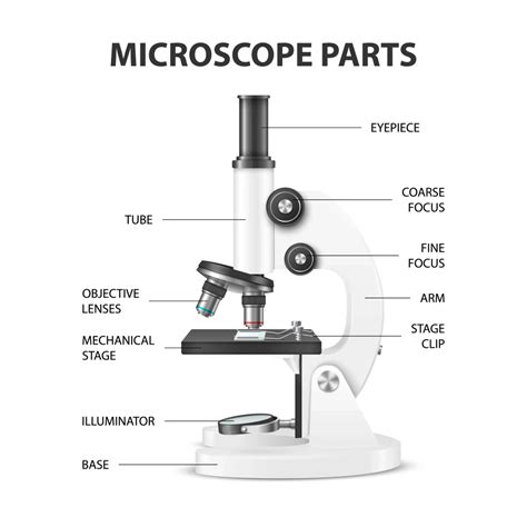 Parts Of A Compound Light Microscope Worksheet