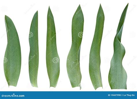 Tulip Leaf Set Royalty Free Stock Photos - Image: 19447998