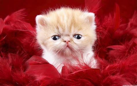 Cute Cat Wallpapers | High Definition Wallpapers, High Definition ...