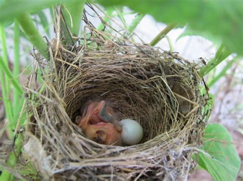 Julie Zickefoose on Blogspot: Indigo Bunting Nest, Part Two