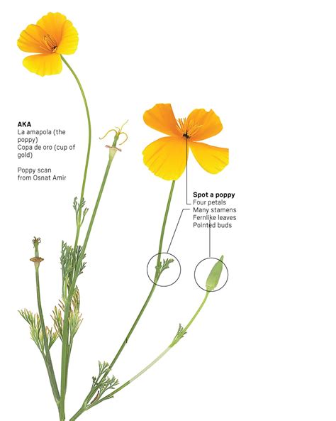 Think you know California flowers? Take our poppy pop quiz – Whittier ...