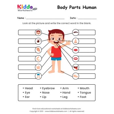 label the body parts worksheet education com - label the body parts ...