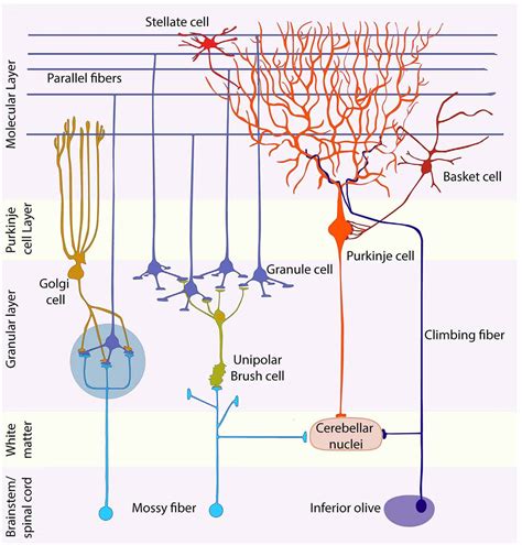 Purkinje Fibers Cerebellum