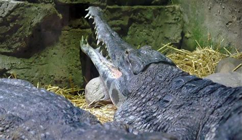 African Slender Snouted Crocodile | The Animal Facts