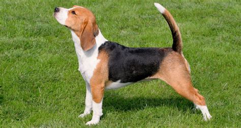 Beagle Growth and Weight Chart (Male & Female) - K9 Web