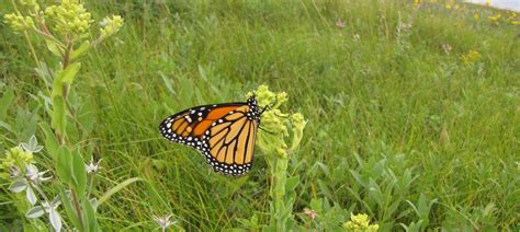 Wildlife Win for Protecting Monarch Butterfly Habitat : The National ...