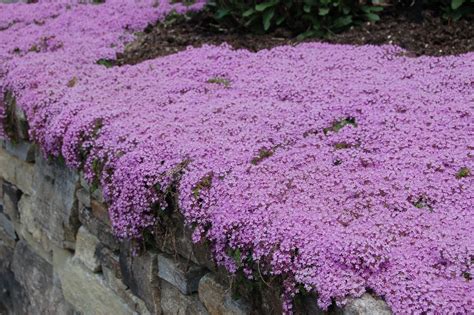 Thyme, Creeping, Lilac Carpet Plug Flat – MOONSHINE DESIGNS NURSERY