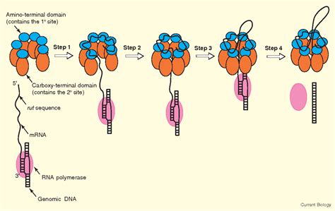 Figure 1 from Rho Factor: Transcription Termination in Four Steps ...