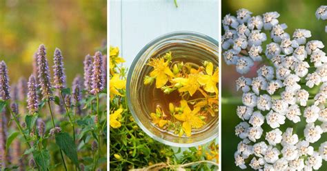 Plantas medicinales: para qué sirven y cuáles son sus beneficios