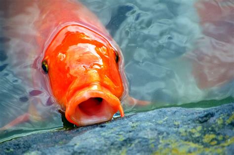 Carp Japan Fish Aquarium · Free photo on Pixabay