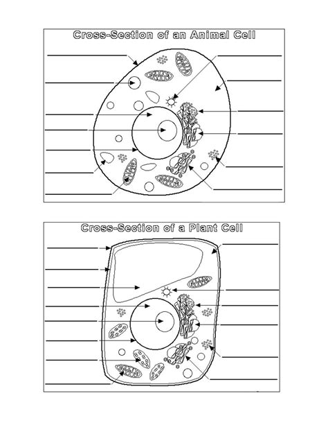 Plant Cell Worksheet Pdf