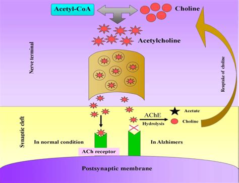 AChE mechanism of action. | Download Scientific Diagram