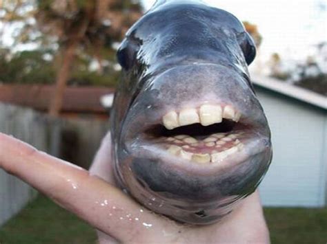 Sheepshead Fish With Human Teeth - fisherjullla