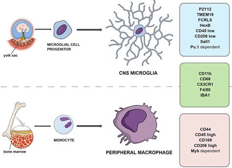 Microglial Cells