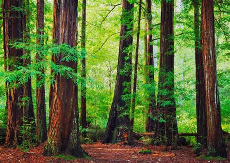 Redwood National Park | Drive The Nation