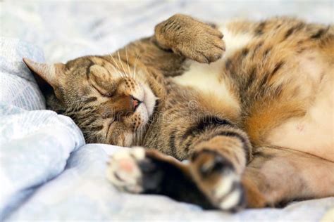 Lazy Cat Sleeping Upside Down on Bed Stock Image - Image of kitten ...