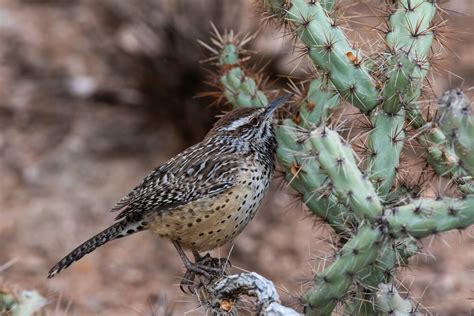 Sonoran Desert Animals And Plants