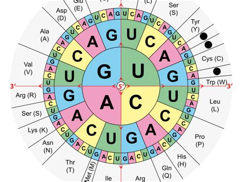 Amino Acids table Wikimedia Commons - Biosciences Area