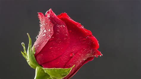 Red Rose Blume Flower 4K HD Wallpapers | HD Wallpapers | ID #31469