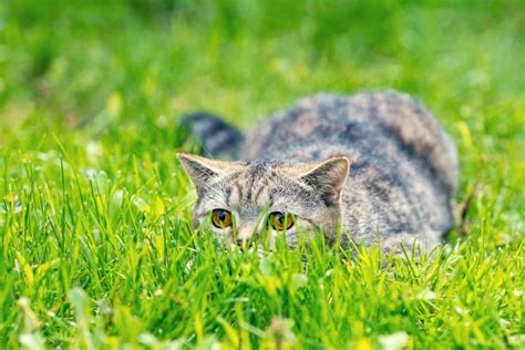 Do indoor cats need to eat grass? Cat grass benefits - Little Miss Cat