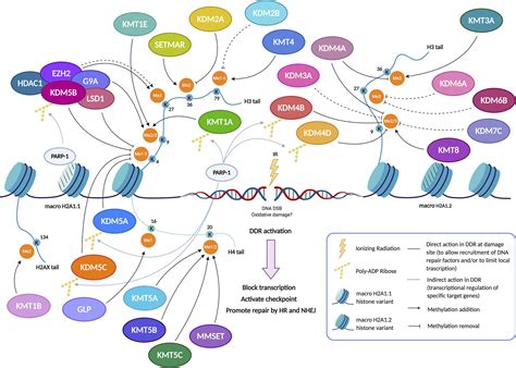 Frontiers | The Role of Histone Lysine Methylation in the Response of ...