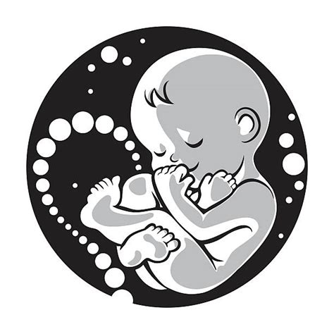 Fetus In Womb Drawing at GetDrawings | Free download