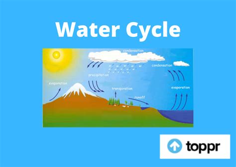 Water Cycle: Definition, Water Cycle Diagram, FAQs